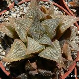 Haworthia asperula (the original one!)  available cultivated in greenhouse